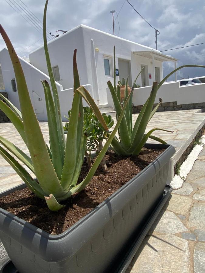 Sing And Blossom Accommodation Mykonos Town Εξωτερικό φωτογραφία